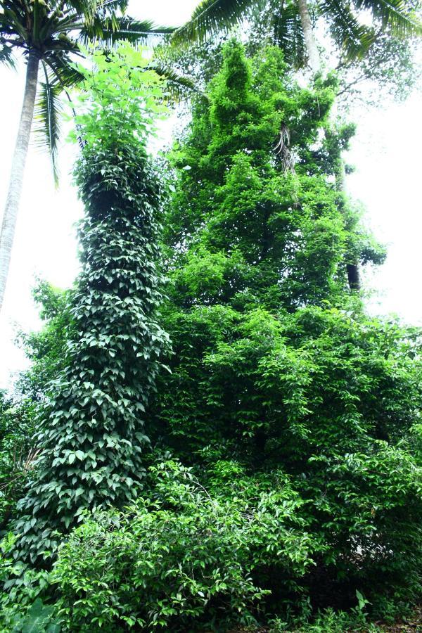 Hill Rock Appartement Idukki Buitenkant foto
